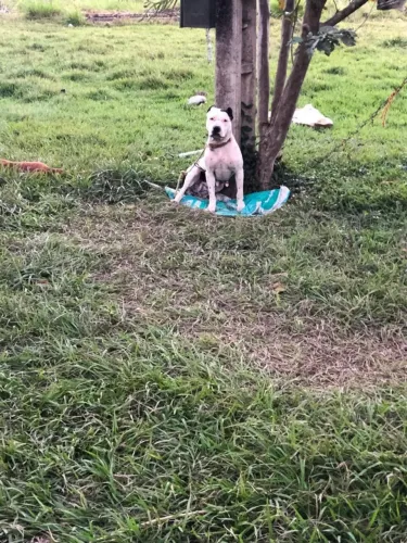 Cachorra pit Bull dócil 