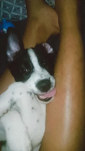 Cachorro macho 4 meses doação 