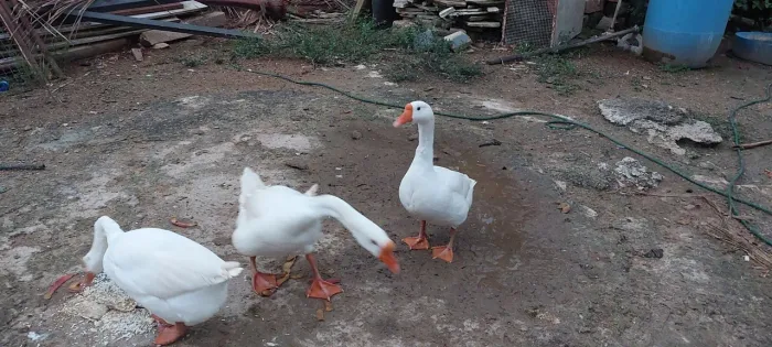 Casal de ganso sinaleiro 