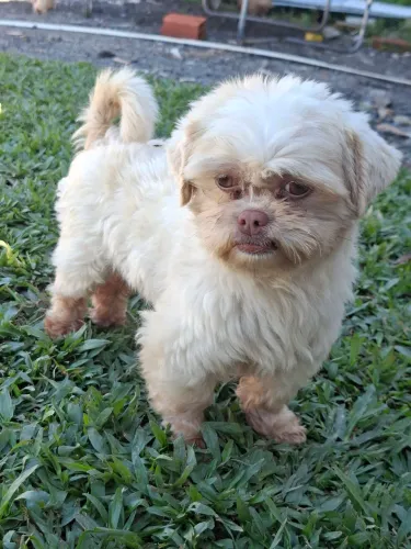 Shitzu
