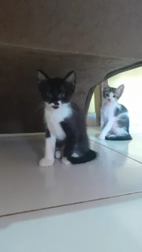 Gatas para adoção responsável