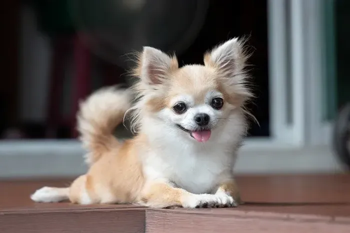 Procuro Chihuahua Fêmea para compra