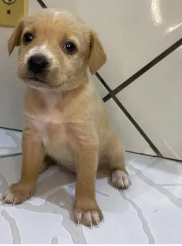 Filhotes de porte pequeno