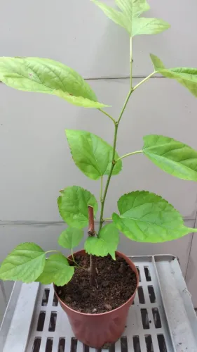 Muda de Amora já produzindo - pode plantar em vaso