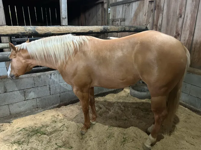 Cavalo qm
