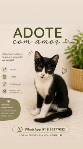 Doação de gatinho