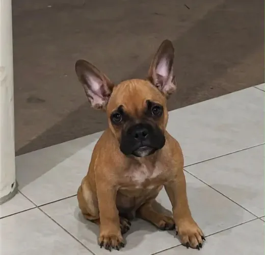 Bulldog Francês macho 