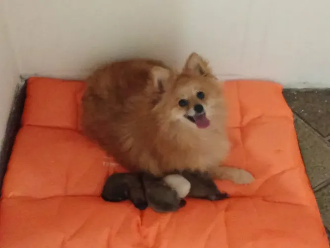 Spitz laranja 