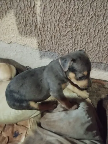 Pinscher 