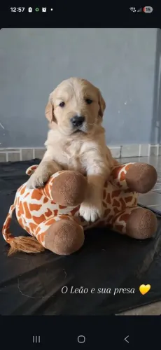 Vendo filhote de Golden Retriever a melhor companhia.