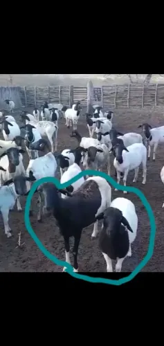 Vendo 06 OVELHAS DORPER e 01 CARNEIRO REPRODUTOR DORPER 