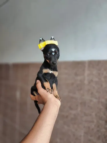 Pinscher - Conheça os Filhotes