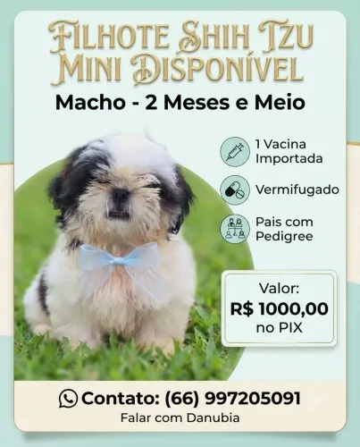 Macho mini shih tzu 