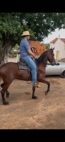 Cavalo Mangalarga Marchador Registrado, 3.9 anos - Marcha Batida, Castrado, Muito Manso