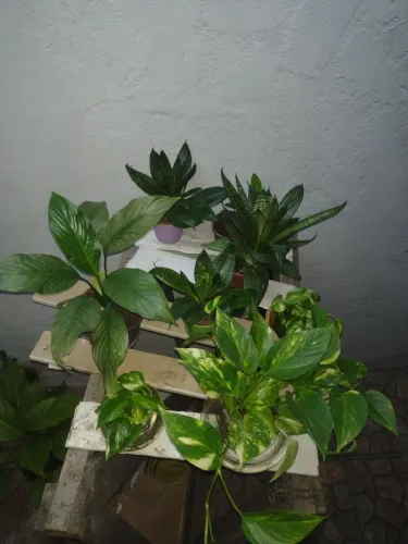 Plantas
