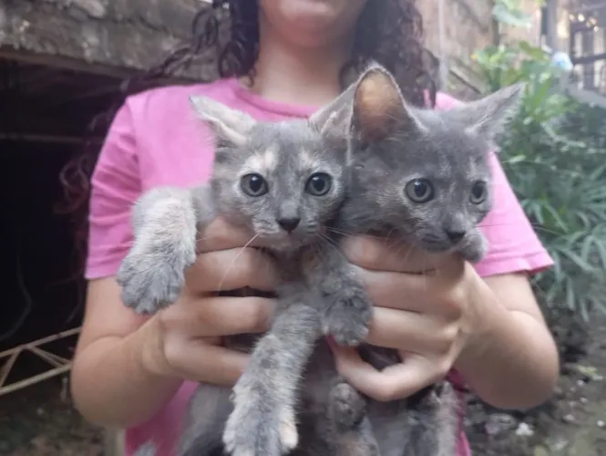 Adote um gatinho 