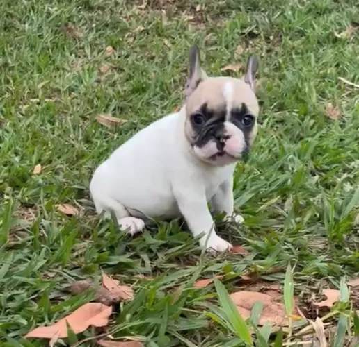 Bulldog francês/ Pedigree opcional