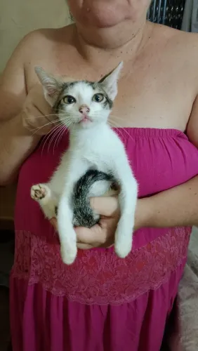 Gatos para adoção