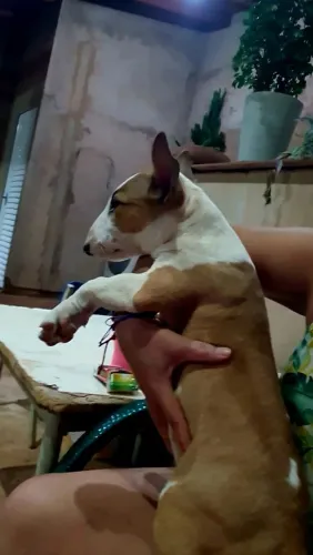 Cachorro filhote