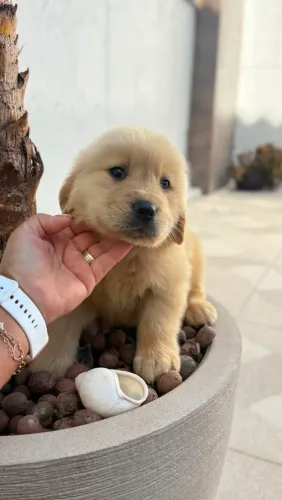 Golden
