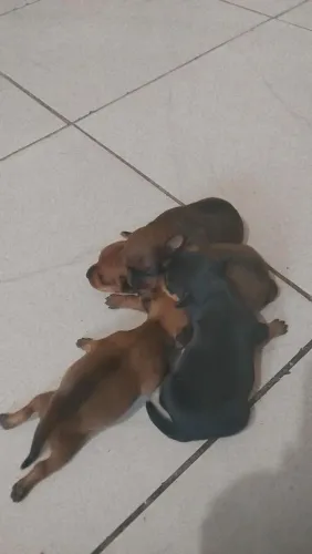 Venda de pets 