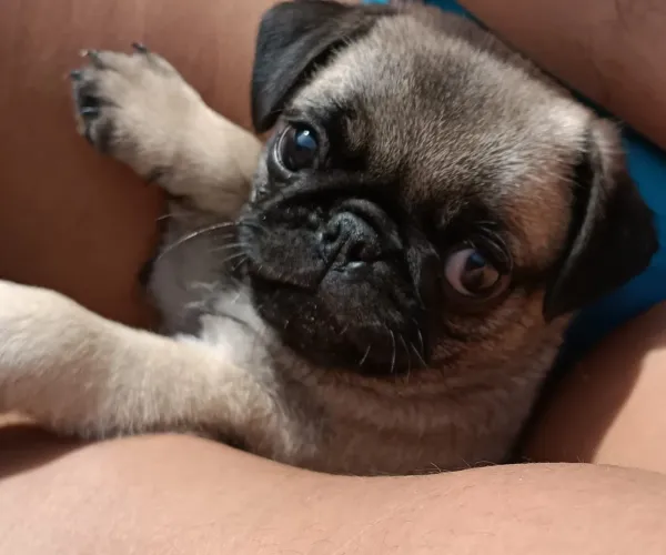 Pug macho 54 dias