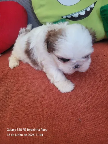 Shih tzu alto padrão