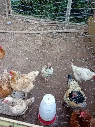 Vende galinha e patos
