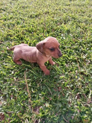 Filhote de Dachshund/ Basset disponíveis!