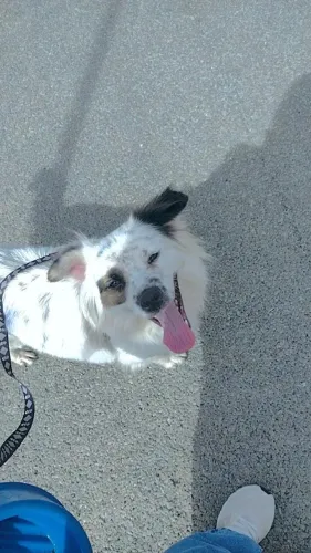 Cachorro