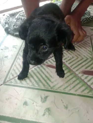 Cachorro
