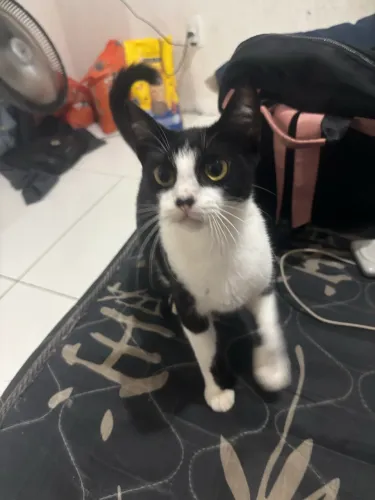 Gato preto e branco