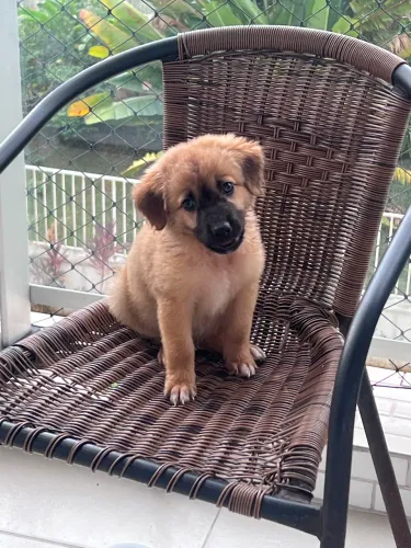 cachorrinho filhote 3 meses porte pequeno 