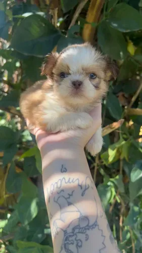Shih Tzu Encantador Pronto Para Conquistar Você