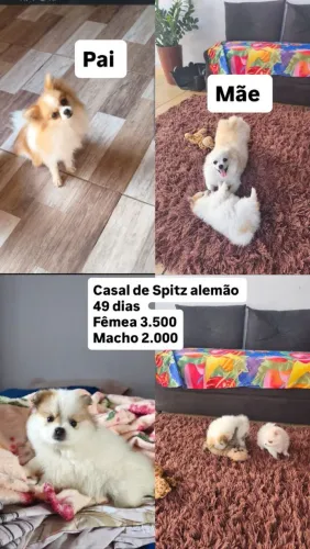 Ve ndas de cães 