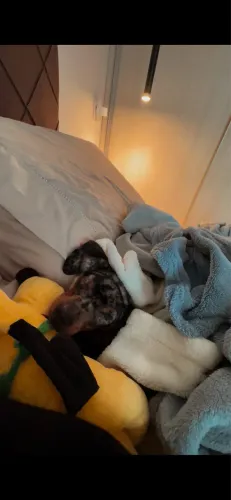 Dashund 