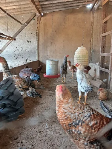Frangos caipira