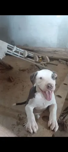 Filhote de american pitbull