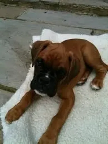 Boxer "Não gosto de brincar."