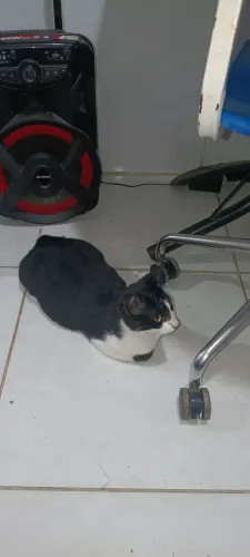 Gata para adoção
