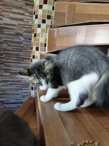 Gatinho para doação