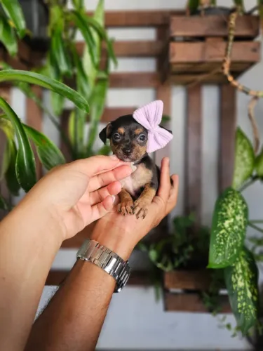 Filhote de cachorro Pinscher/Pincher/Pinsher/Pintier carismáticos e muito apegados