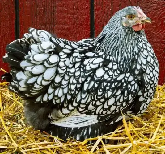Galinha ornamentais wyandotte