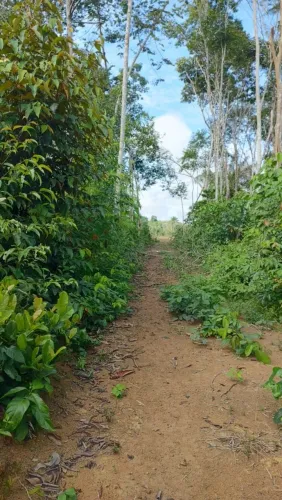 Terreno em Terra firme, área verde