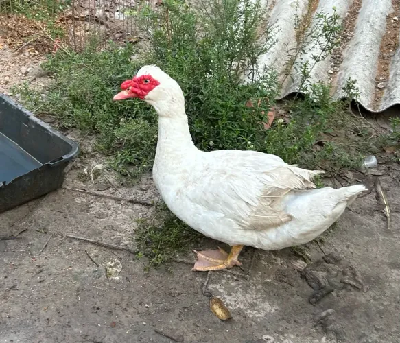 Pato grande