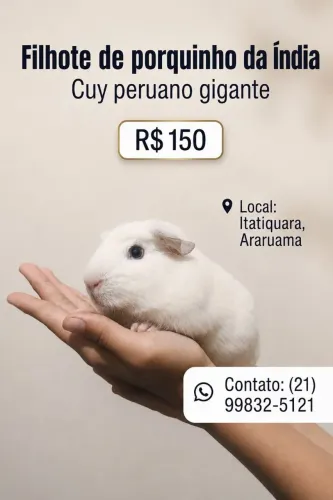 Vende-se porquinho da índia gigante 