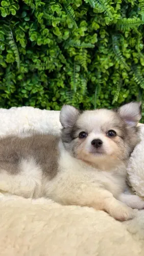 Chihuahua macho Pêlo longo. Um encanto de 4 patas!