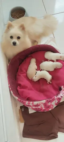 VENDO FILHOTES DE SPITZ ALEMÃO - LULU DA POMERÂNIA