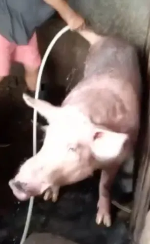 Reprodutor muito novo, pra vender....