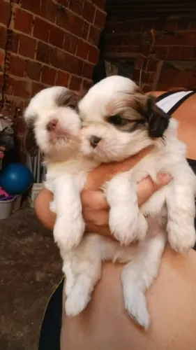 Vendo último cachorro macho da raça Shitzus por 1.100